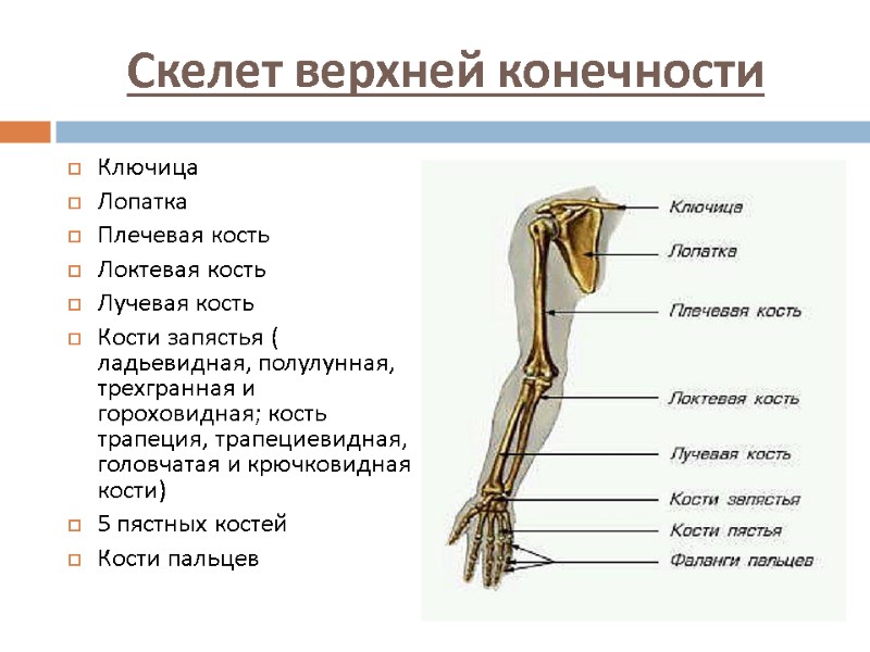 Скелет верхней конечности Ключица Лопатка Плечевая кость Локтевая кость Лучевая кость Кости запястья (